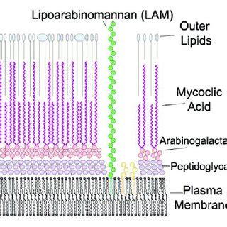 The structure of the M. tuberculosis complex cell wall [15]. | Download ...