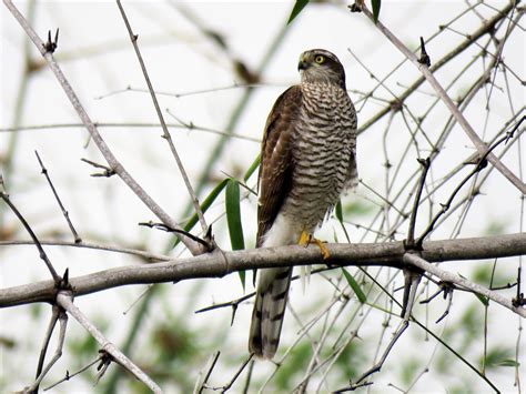 Eurasian Sparrowhawk - eBird