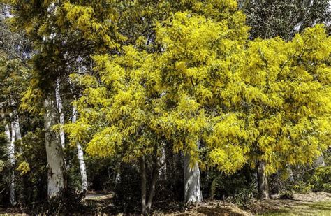 Golden Wattle Acacia Pycnantha in Full Bloom, Australia Stock Photo - Image of branch, golden ...