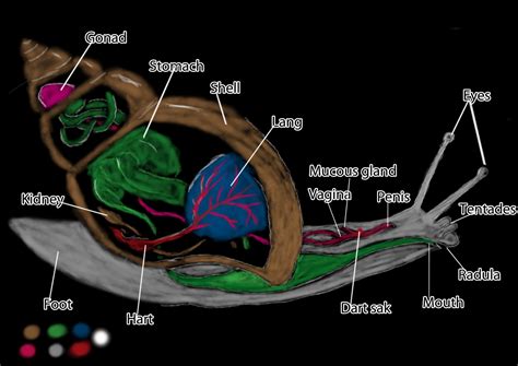 LeGzY AKA ROYCGAA @ UCA Rochester: Snail Anatomy