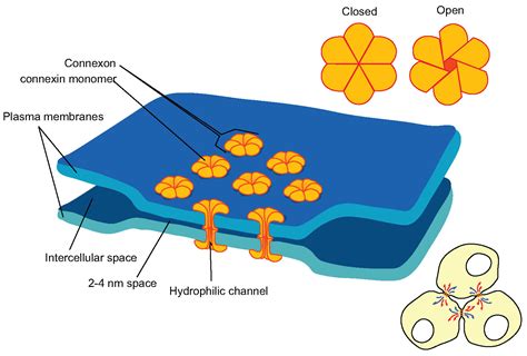 5.3C: Gap Junctions - Medicine LibreTexts