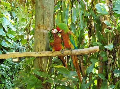 Saw this 2 Parrot Party at Parrot Jungle Island in Miami, FL while on vacation : PartyParrot