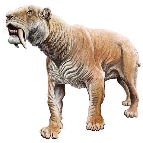 Saber Toothed Tiger Size