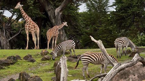 Monitoring the body language of zoo animals is key to their well-being - Hindustan Times