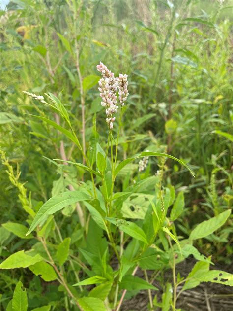 Wetland Plants: Beautiful and Hard-working — Smart Wetlands