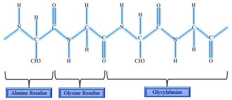 Chemical structure of silk fibroin. | Download Scientific Diagram