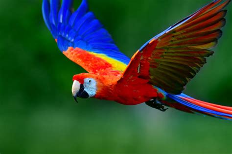 1,500+ Scarlet Macaw Flying Stock Photos, Pictures & Royalty-Free ...