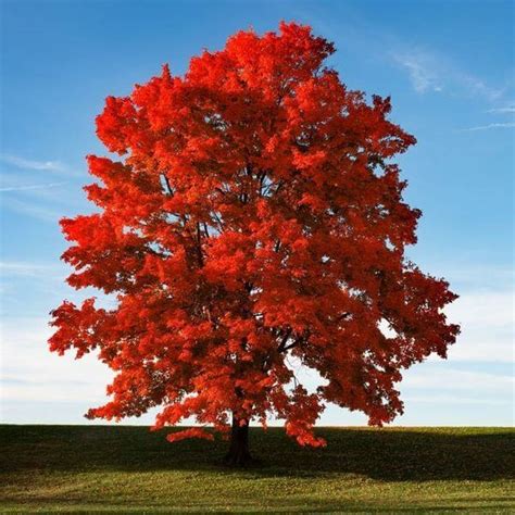 a tree with red leaves in the middle of a field