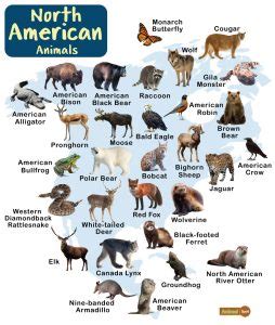 North American Animals – Facts, List, Pictures