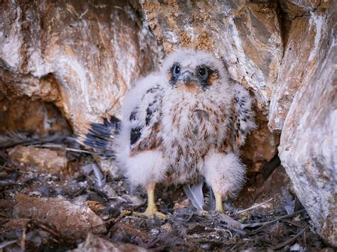 Peregrine Falcon Nesting: A Complete Guide | Birdfact