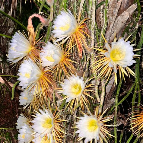 Where to See the Night-Blooming Cactus in Sarasota | Sarasota Magazine