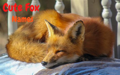 Top 100+ Cute Fox Names (Male & Female) | PetPress