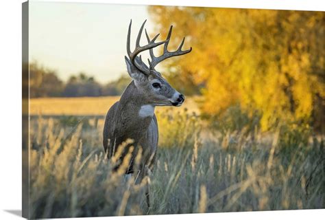 White-Tailed Deer Buck, Eastern Plains, Colorado Wall Art, Canvas ...