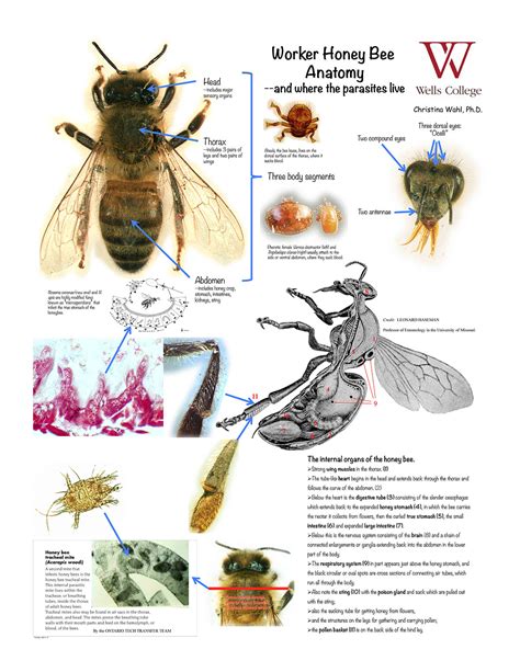 Microscopy & Anatomy | NY Bee Wellness Workshops