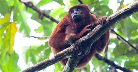 30 Amazon Rainforest Animals to Spot in the Wild | Peru For Less