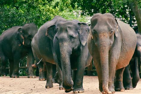 Sri Lankan Elephant-The Pearl Of Sri Lanka - Wowtovisit