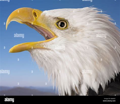 Bald eagle beak open Stock Photo: 2341457 - Alamy