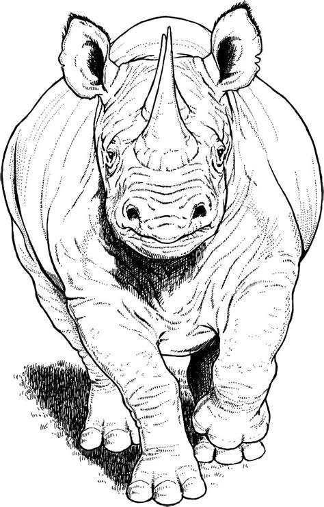 Rhino Coloring Pages - Free Printable Coloring Pages for Kids