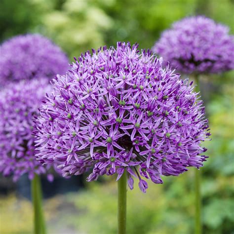 Gorgeous Allium Bulbs for Sale | Aflatunense Purple Sensation – Easy To Grow Bulbs