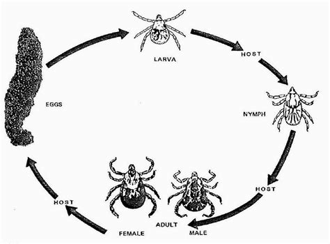 [DIAGRAM] Cartoon Tick Diagram - MYDIAGRAM.ONLINE