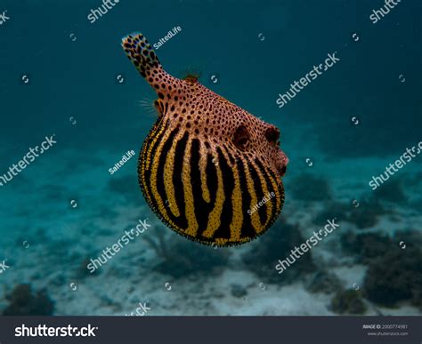 267 Inflated Puffer Fish Images, Stock Photos & Vectors | Shutterstock