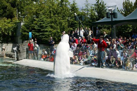 Beluga Whale Vancouver Aquarium Editorial Stock Photo - Stock Image | Shutterstock