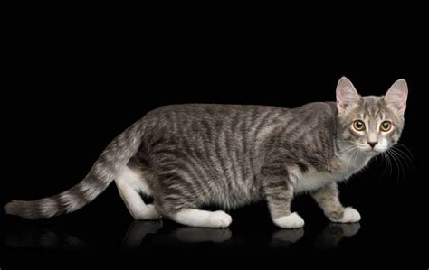 gray tabby cat breeds - Rowena Holloman