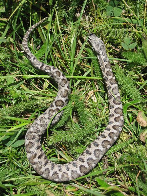 Vipera o Aspide - Vipera aspis | Giuseppe Cosenza | Flickr