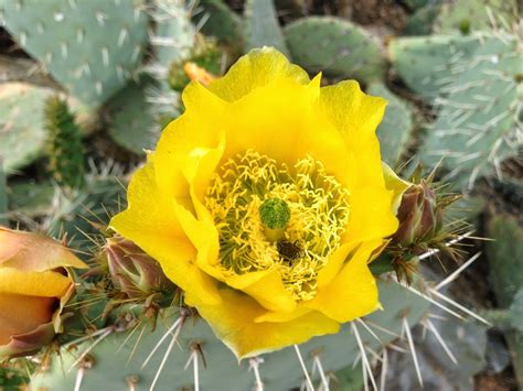 Scottsdale Daily Photo: Photo: Prickly Pear Cactus Flower