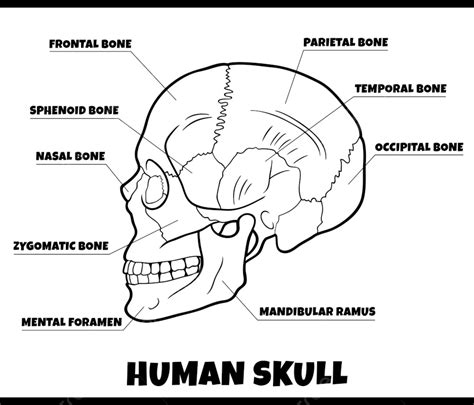 Black And White Illustration Of Human Skull Bones Anatomy Diagram, Skull Drawing, Rat Drawing ...