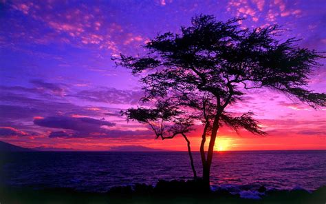 Purple and Pink Sunset Wallpaper - WallpaperSafari