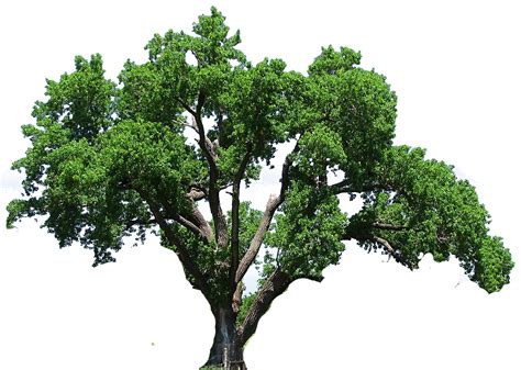 Elm Tree Vector at Vectorified.com | Collection of Elm Tree Vector free ...