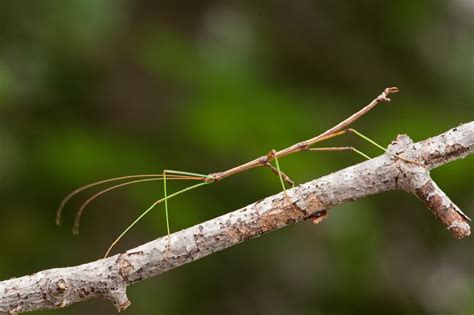 Nature's Master of Camouflage: The Walking Stick