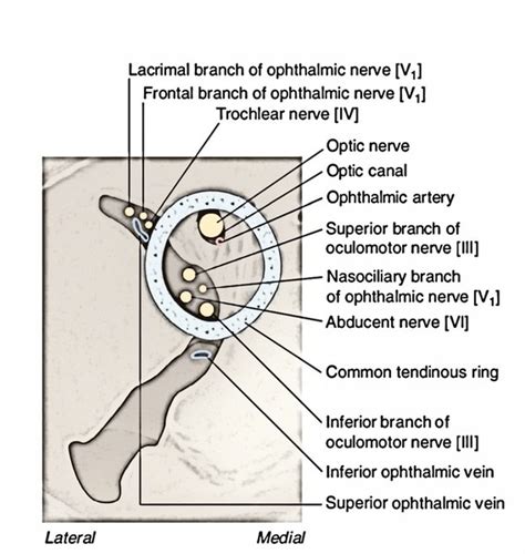 Easy Notes On 【Nerves of the Orbit】Learn in Just 3 Minutes!