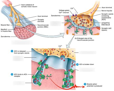 Neuromuscular Junction Motor Neuron