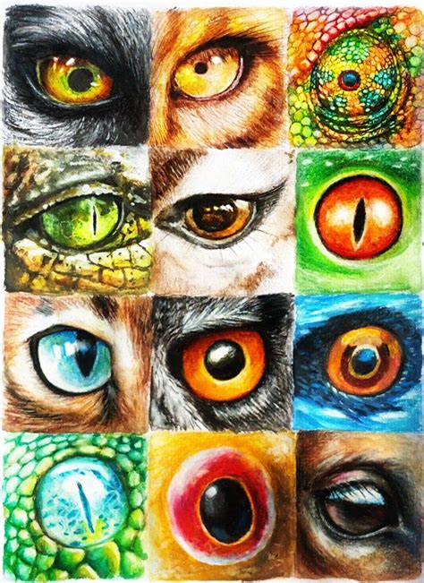 Animal Eyes by Cortoony on DeviantArt in 2023 | Eyeball art, Animal art ...