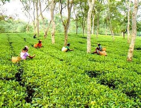 Tea Gardens in Bangladesh - Beautiful sylhet tea gardent