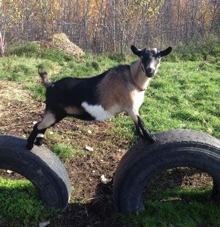 Mini Alpine Goat: A Small Breed With a Big Personality