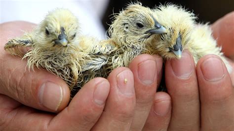 6 Videos of Baby Birds Hatching, The Grossest Miracle Of Life You Will Ever Behold — VIDEO