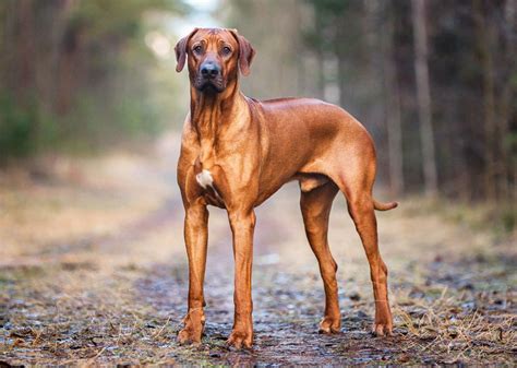 Rhodesian Ridgeback | Description, Temperament, & Facts | Britannica