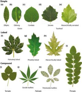 Plantae | A common developmental program can produce diverse leaf shapes | Plantae