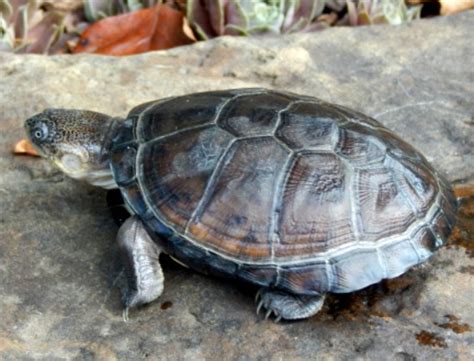 African Side Neck Turtle (Blake) 1 - Oklahoma Zoo Safari USA