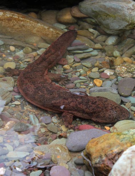 World’s Largest Amphibian Discovered: New Species of Giant Salamander