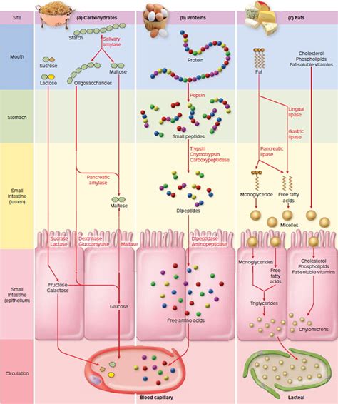 Small Intestine Location, Function, Length and Parts of the Small Intestine