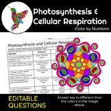 Photosynthesis & Cellular Respiration Color By Number Teaching Resources | TPT