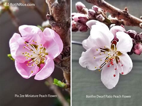 How to Grow Miniature Peach Trees in Containers - Roti n Rice