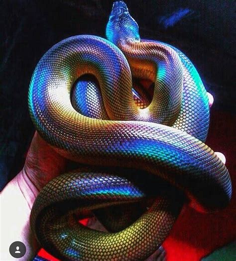 13 Beautiful and Colorful Small Snake Pets | Most beautiful animals, Animals beautiful ...