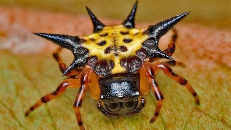 Myths About Spiders | Spiders scary, Weird animals, Scary animals