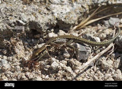 Spider eating lizard hi-res stock photography and images - Alamy