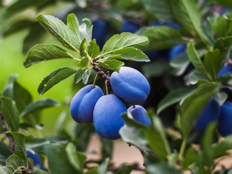 Prune Plum Tree - Information On When And How To Trim Plums | Gardening Know How